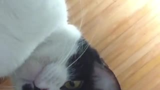 Cats Using Mobile Phones