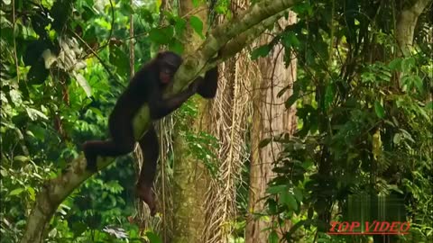 Amazing bonobos(apes) mating like humans