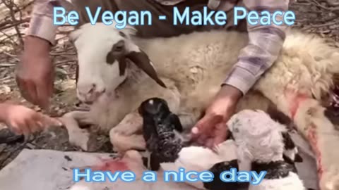 2 lambs were born in the desert - viral- beautiful .take care ,happy