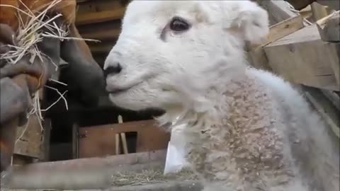 Baby Lamb Goes Baa - CUTEST Baby Lamb Compilation (2021)