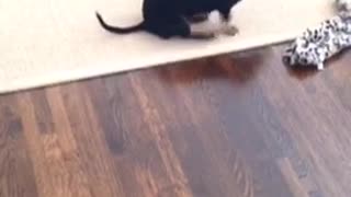 Small black dog rubbing butt on carpet