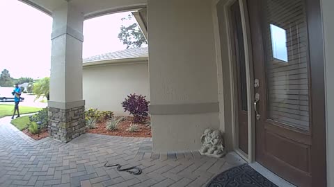 Package Delivery Man Encounters Pair of Snakes