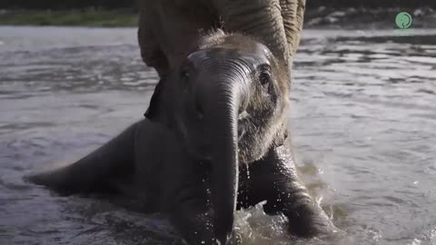 Top Ten Baby Elephants At Play