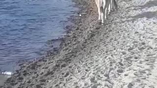 an ox and a cow are walking with their little calf by the lake