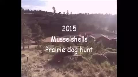 Musselshells Prairie Dog Hunt