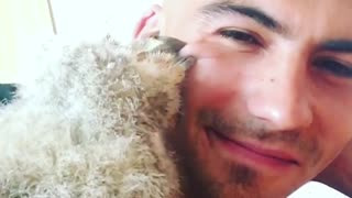 Baby owl gives caretaker loving kisses