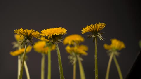 AMAZING FLOWERS BLOOMING