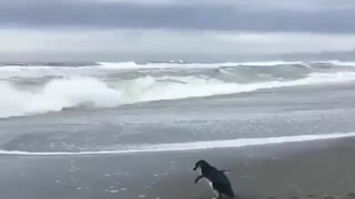 little adorable Penguin outside sea beach