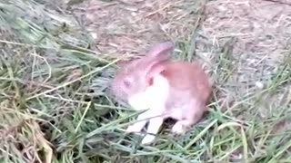 Rabbit Eats at home