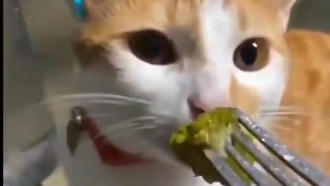 GATO OLIENDO BROCOLI