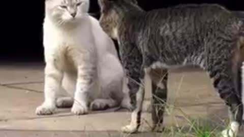 Two real cat funny video