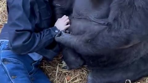 Woman is hanging out with Silverback Gorillas at her sanctuary