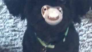 Dog with binky in mouth