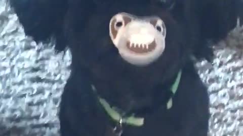 Dog with binky in mouth