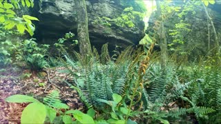 Hidden Fern Valley in the Ozarks