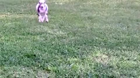 Goat with neurological damage jumps for joy at sanctuary