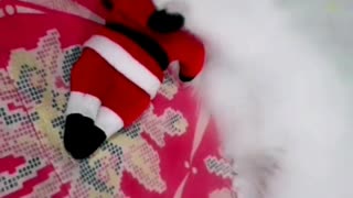 Kitten Bitting Santa Claus