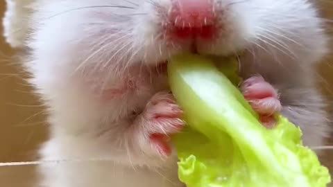 Funny Hamster