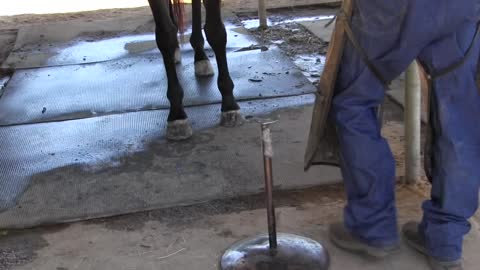 Farrier Practices: Forging, Seating out the shoe, Punching, Clipping by Kirk Adkins MS CJF