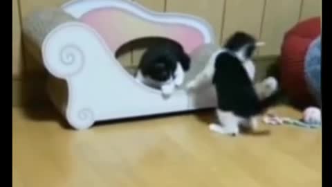 Cat Comedy Video Cat Funny video Part66 #CatShort #CatVideo