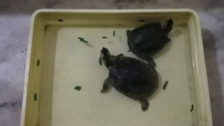 Tortoise food eating competition (Time-Lapse)!!!