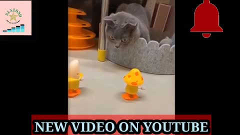 Rumble/cute cat in playing,cute animal video