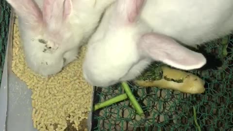 White rabbits eating food