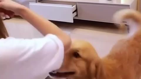 See how dog helping a blind girl || watch till the end || amazing video