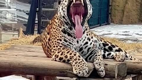 A sleepy little leopard