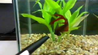 Beta Fish Territorial Display