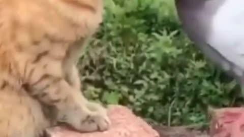 Cute And Funny Pets Compilation Cutest Lands #short