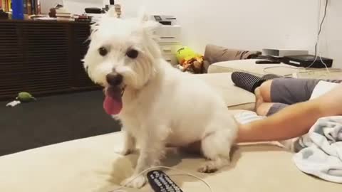 Puppy Loves Butt Rub