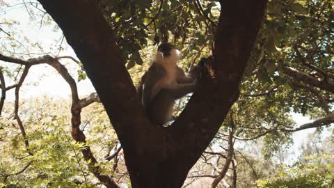 Funny monkey 🙈 sitting on tree 🌳 view point videos 🤣