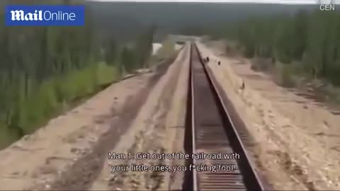 Heartbreaking moment mother bear is run over and killed by train while saving her cubs