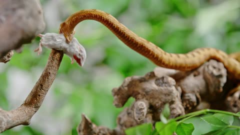 snake attacks mouse with lightning speed