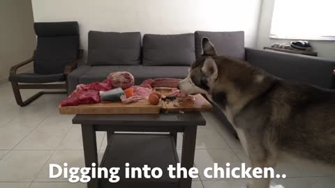 Leaving my Husky home alone with buffet of his favorite foods..