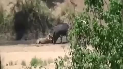 Elephant Rescued Buffalo From Lion Attack