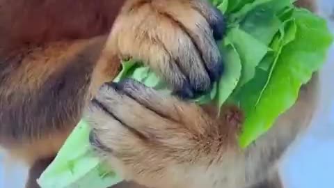 Monkey Eating