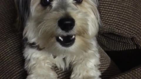 Grey dog whining on couch