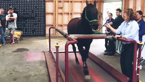 Horse on a treadmill training