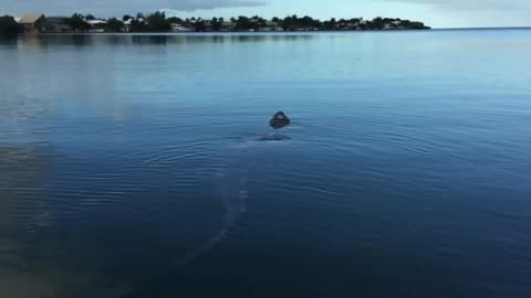 Giant crocodile sighting in tasik