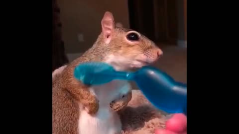 Squirrel love being brushed