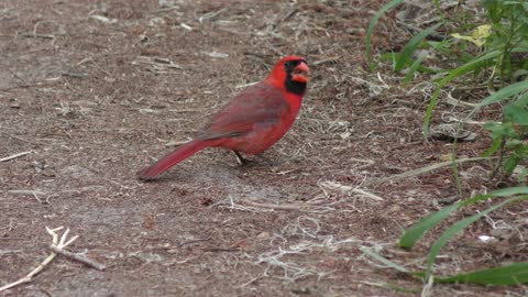 Northern Cardinal bird feeding on seeds