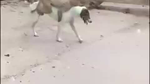 Dog and monkey funny video