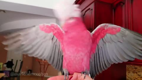 WORLD BEST DANCING PARROT! Rose Breasted Cockatoo Rocks Out To Rave Music!