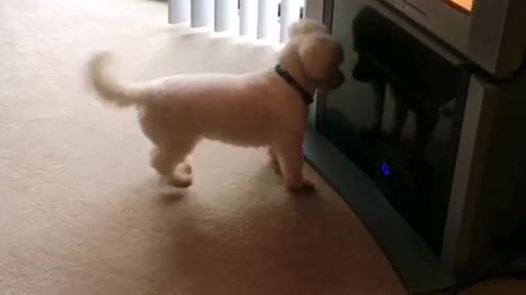 Dog sees his reflection in the TV, pees on it