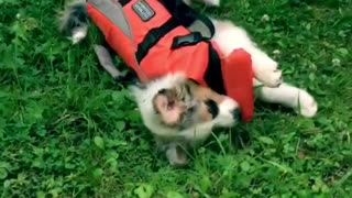 Aussie puppy refuses to walk in protective vest