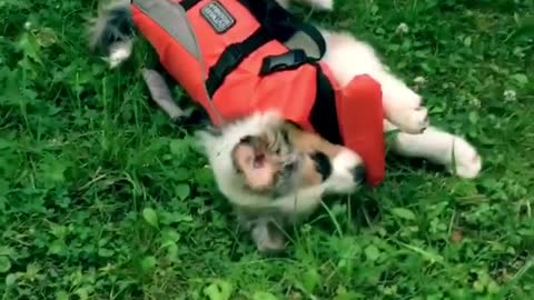 Aussie puppy refuses to walk in protective vest