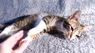 Kitten Rudolph Purrs and Grooms Himself