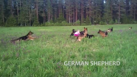 Dog dog training
